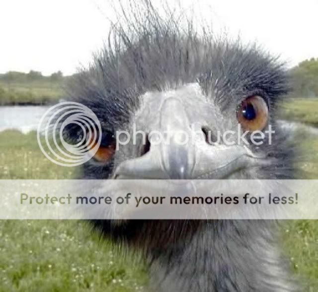 [Image: VogelStrauss.jpg]